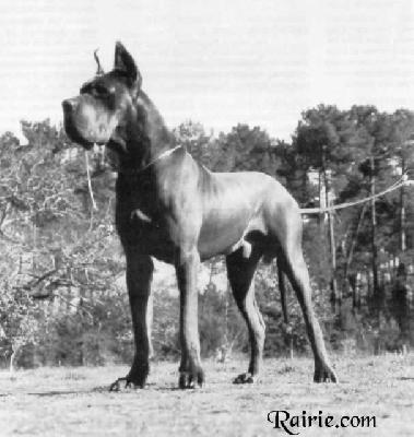 Ch Dreamer De La Chatellerie