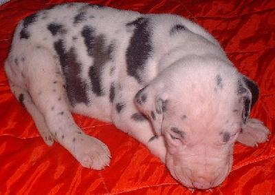 Nira2002120501 Du Mourre D�agnies