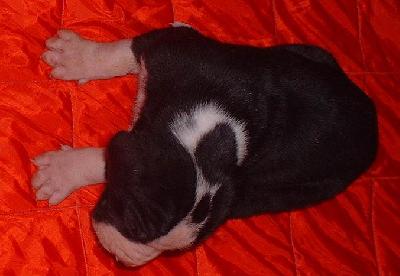 Nira2002120503 Du Mourre D�agnies