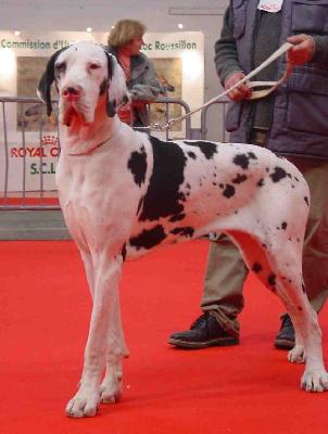 Tessie Du Mourre D�agnies