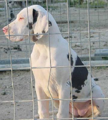 Tessie Du Mourre D�agnies