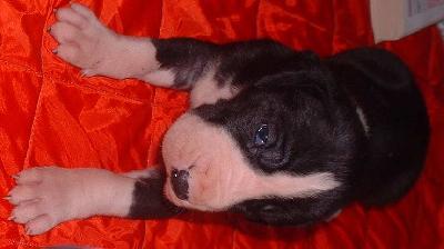 Nira2002120505 Du Mourre D�agnies