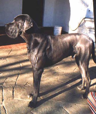 Jeremis Vom Hause Wagner