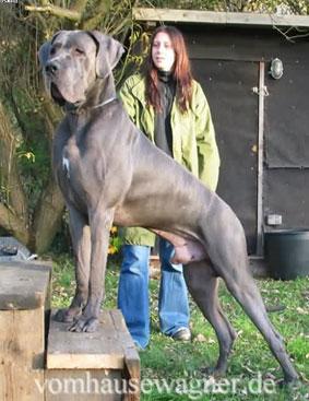 Ch Jones Vom Hause Wagner