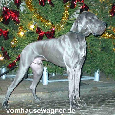 Ch Jones Vom Hause Wagner