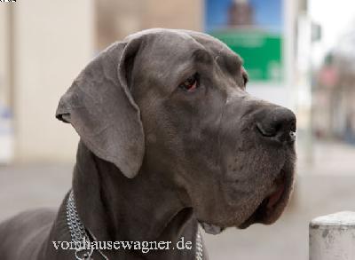 Ch Jones Vom Hause Wagner