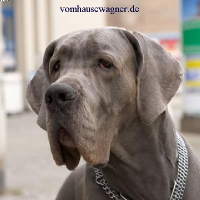 Ch Jones Vom Hause Wagner