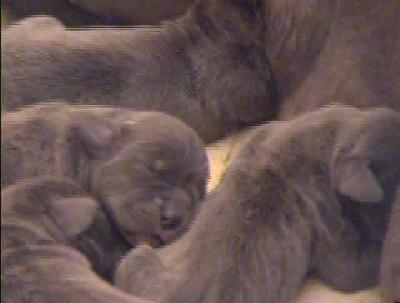 Janine Vom Hause Wagner