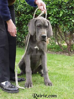 Jeunesse Vom Hause Wagner