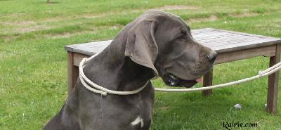 Jeunesse Vom Hause Wagner