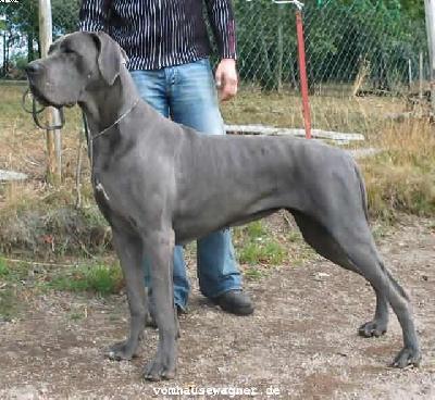 Jeunesse Vom Hause Wagner