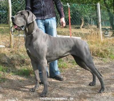 Jeunesse Vom Hause Wagner