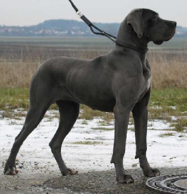 Jouvence Vom Hause Wagner