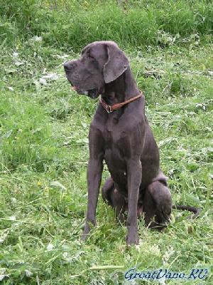 Ch Jugend Vom Hause Wagner