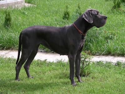 Ch Jugend Vom Hause Wagner