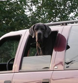 Ch Jugend Vom Hause Wagner