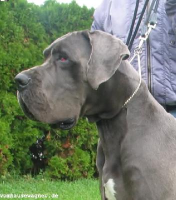 Jaques Vom Hause Wagner