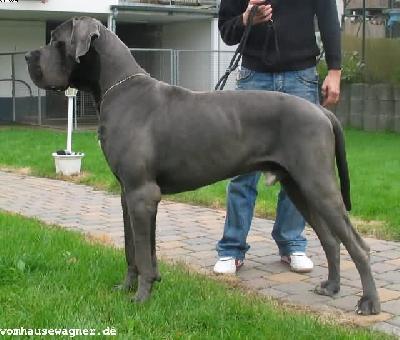 Jaques Vom Hause Wagner