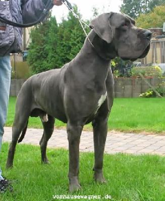 Jaques Vom Hause Wagner