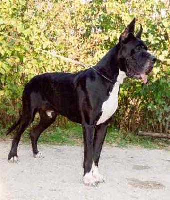 Nagar Juna Des Habits Rouges