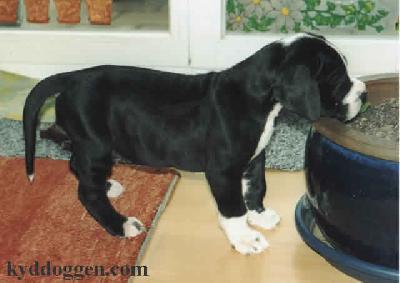 Amigo Vom Elfinger Berg