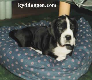 Amigo Vom Elfinger Berg