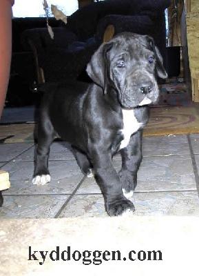 Hakumi Bocca D�tigre