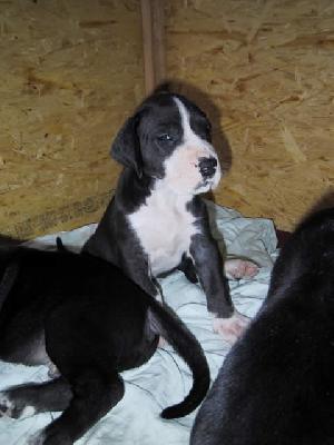 Hariett Bocca D�tigre