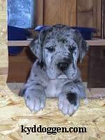 Honeymoon Bocca D�tigre