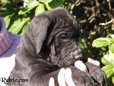 Uther Pendragon Des Terres De La Rairie