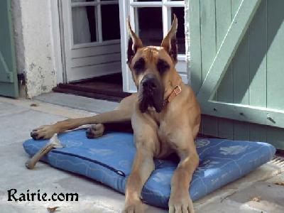 Tiburce Des Terres De La Rairie