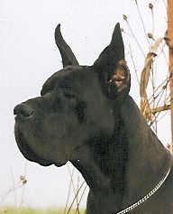 Reine Noire Des Terres De La Rairie