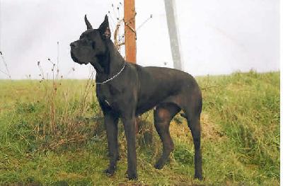 Reine Noire Des Terres De La Rairie