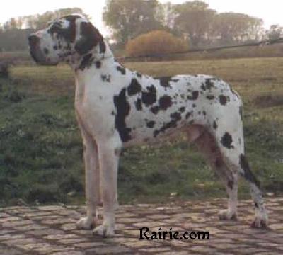 Bolero Von Der Stadt Luneburg