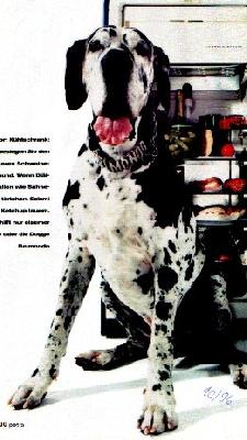 Belmondo Canis Canum