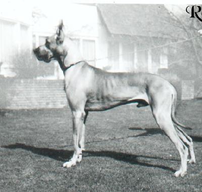 Ch Attila Von Hamburger Hafen