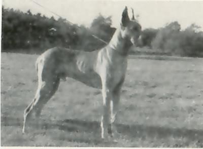 Ch Attila Von Hamburger Hafen