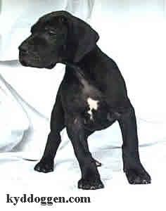 Falk Vom Sprendlinger Tal