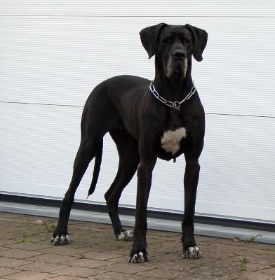 Fiona Vom Sprendlinger Tal