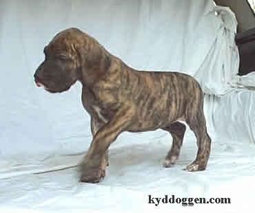 Fay Vom Sprendlinger Tal