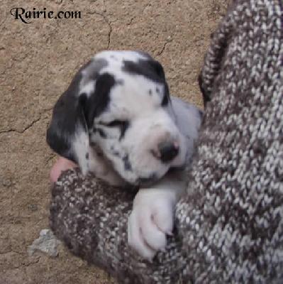 Ultrakahn Des Terres De La Rairie