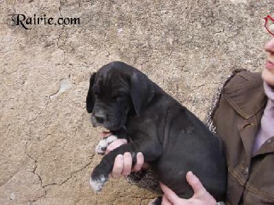 Ushana Des Terres De La Rairie