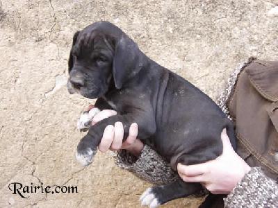 Ushana Des Terres De La Rairie