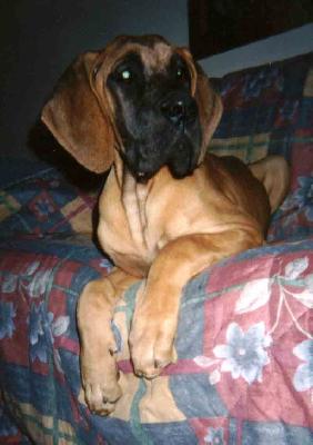 Samsara Di Ripa Vertigo