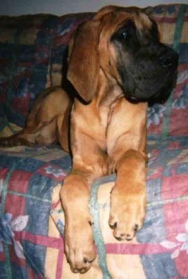 Samsara Di Ripa Vertigo