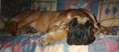 Samsara Di Ripa Vertigo