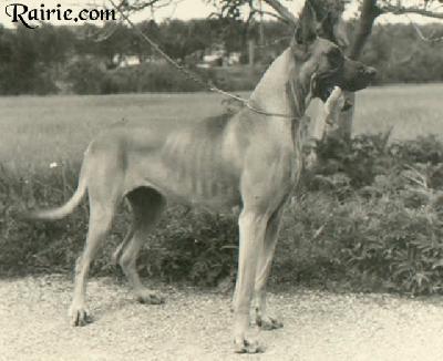 Baghera De La Templerie