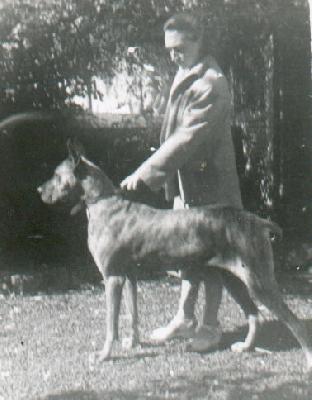 Fauna Von Der Saarhuttenstadt