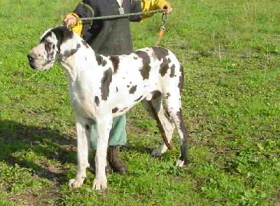 Hanibal Lagymanyosi Foltos