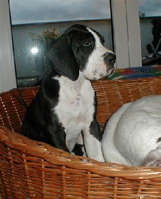 Witali Von Schlesien